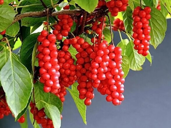 Chinese Limonnik